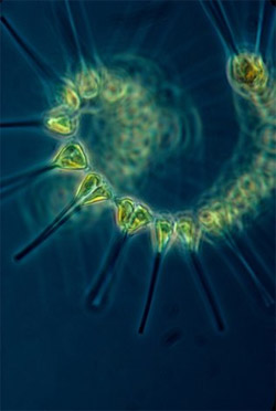 phytoplankton