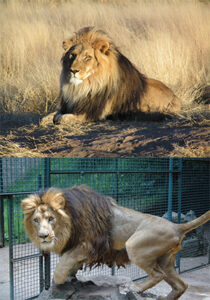 which lion gets free housing food and health care? 